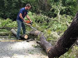 Best Arborist Consultation Services  in Greenwood, IN